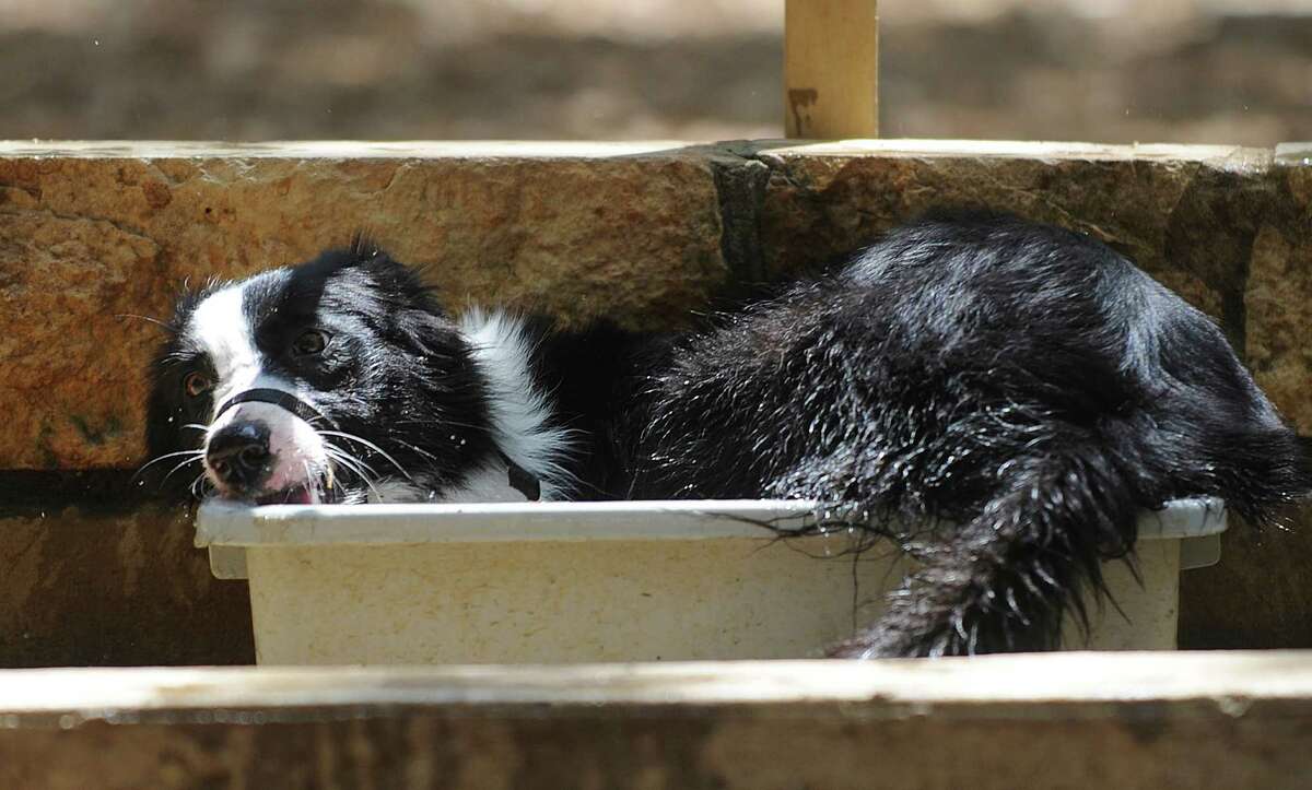 Zoe the border collie cools off at Hardberger Park on Friday, June 29, 2012. The facility includes a dogs-only section, complete with water spouts and tubs.