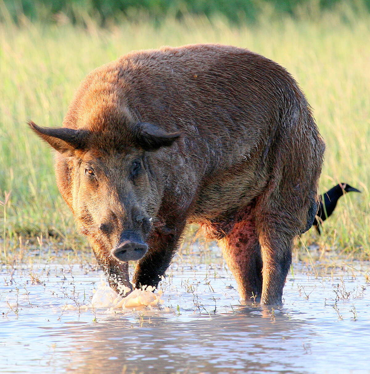 Invasive Species: Wild Boar