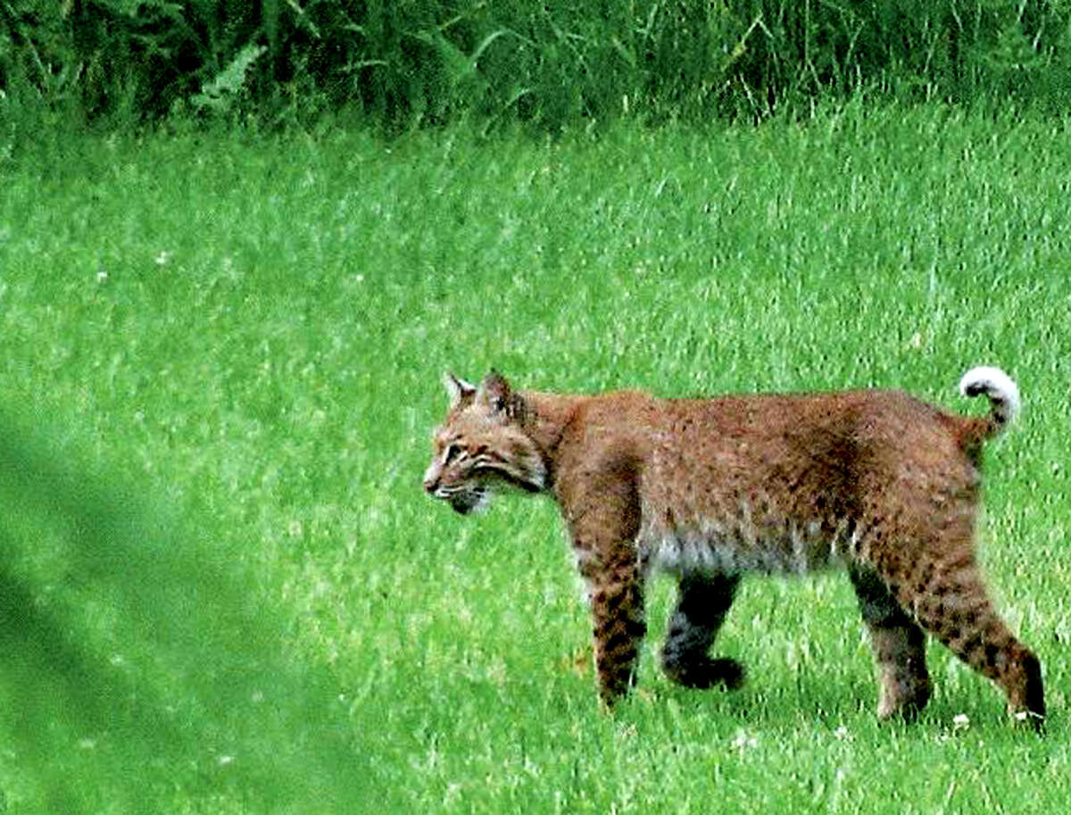 Bobcats little threat to humans, experts say