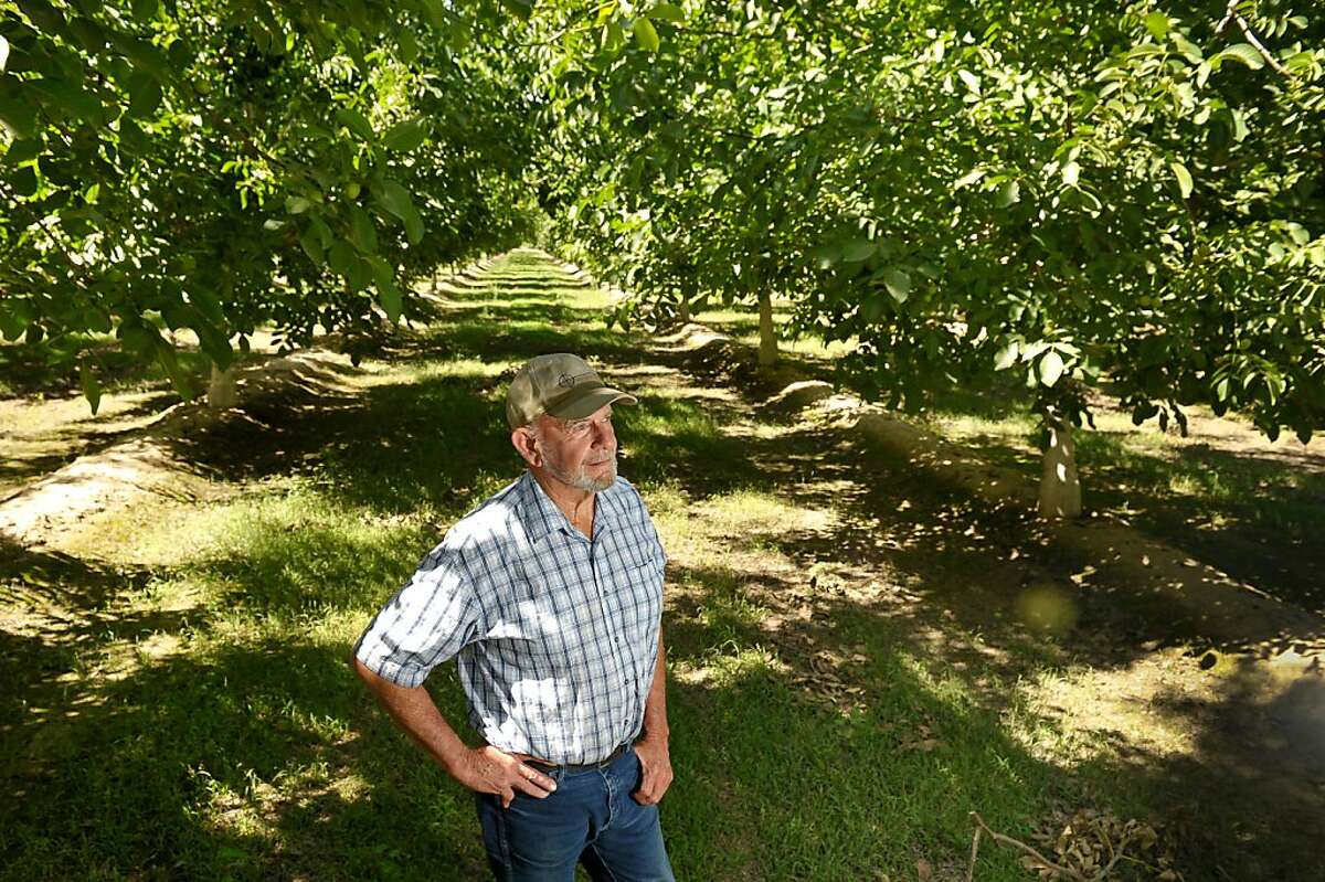 Hanford almond and walnut farmer John Tos pauses in a walnut orchard off Highway 43 next to the Kings River on Monday, June 11, 2012, in the Hanford, Calif. area. If the high speed rail came through this area, Tos says he would have to replace a nearby river water pumping station with other pumps, but since new installations on the river are not allowed, he could be faced with the possible destruction of his orchard. Tos is suing the California High-Speed Rail Authority to stop the project which would run through many farms and orchards in the Central Valley.