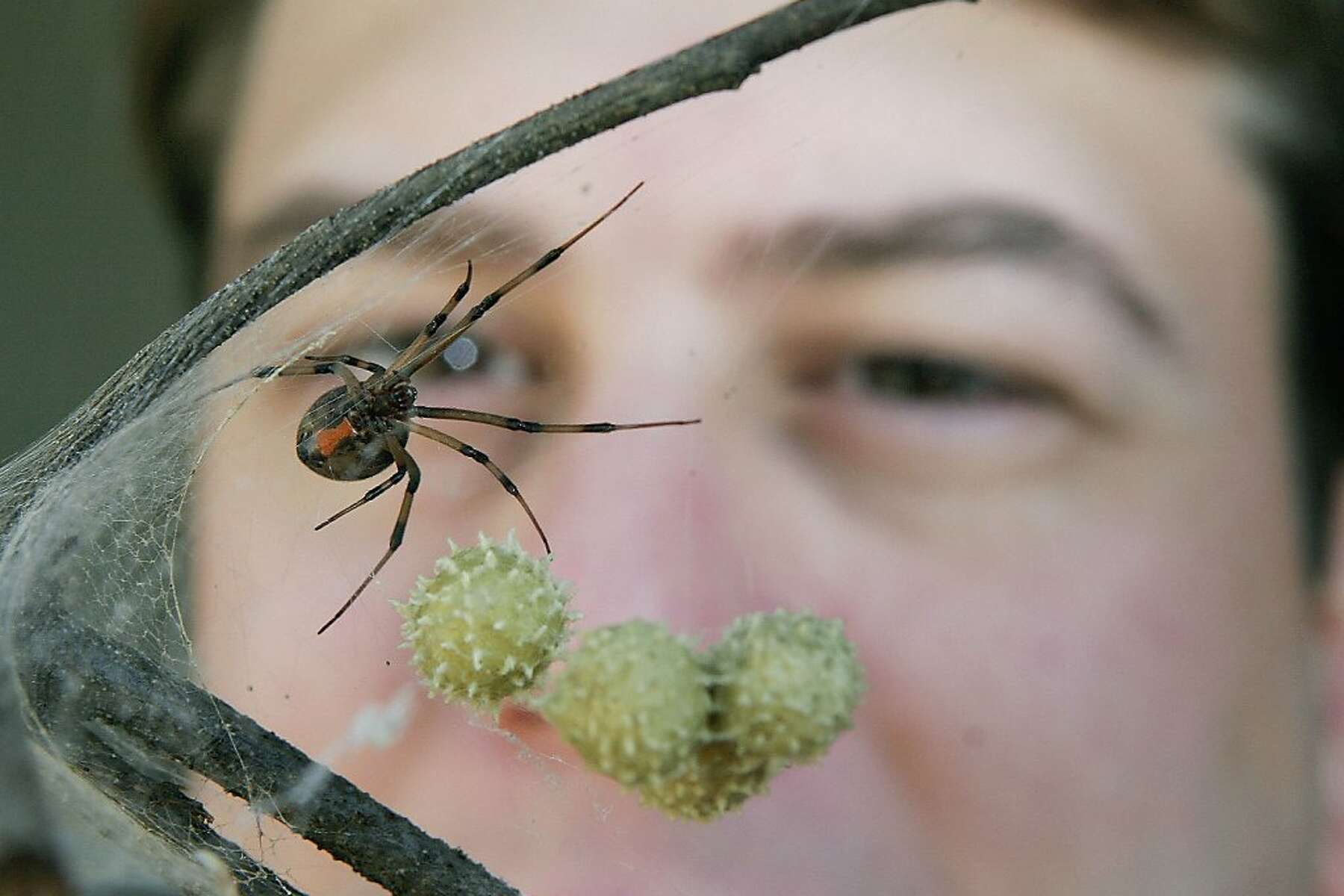 Spider Species, Humboldt County