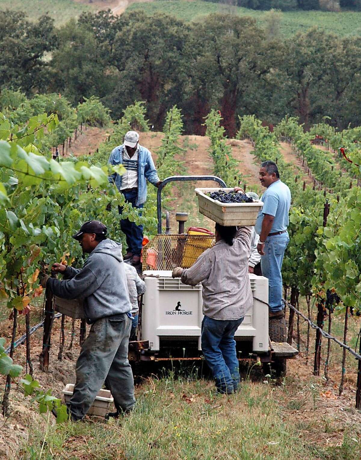 From right: Victor Arreola, Rogelio Avilez, Antonio Rodriguez, Ramiro Albor & Daniel Moreno pick Pinot Noir grapes from the Iron Horse estate vineyards in Sonoma County's Green Valley.