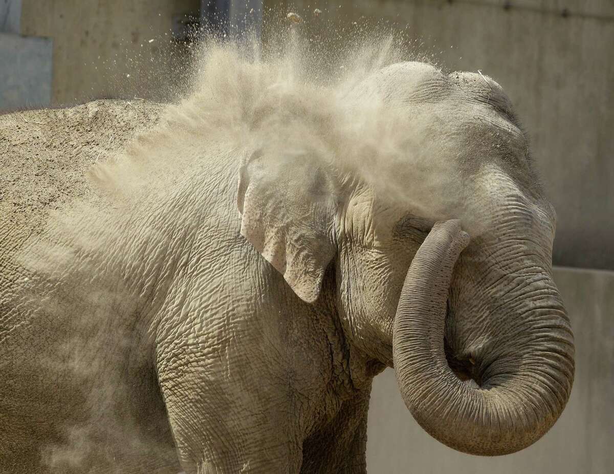 Today is World Elephant Day, and here is why it matters