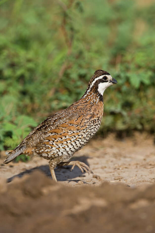 Nature: Spotting a scarce bobwhite quail - Houston Chronicle