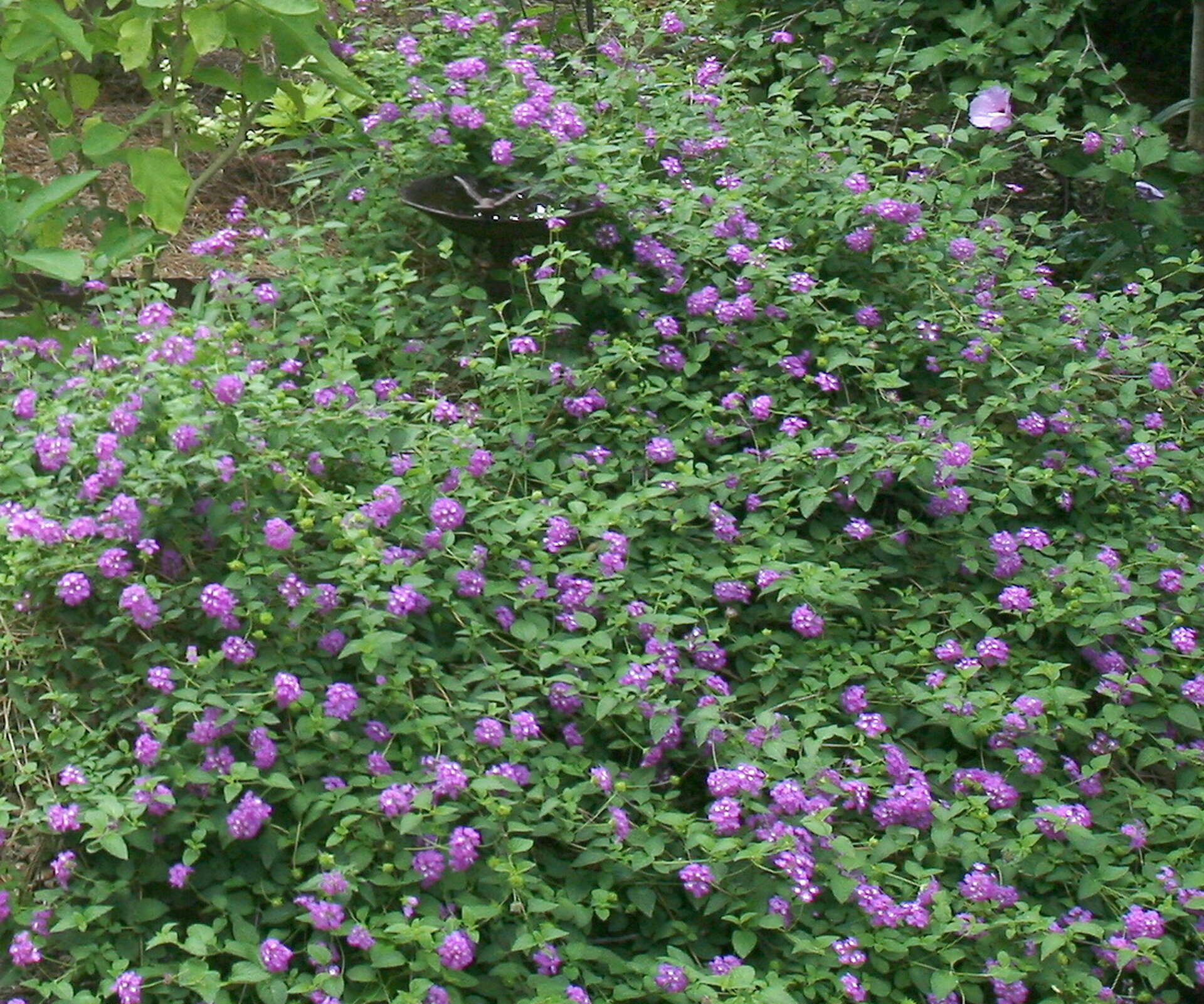 Trailing lavender lantana a long-flowering butterfly magnet