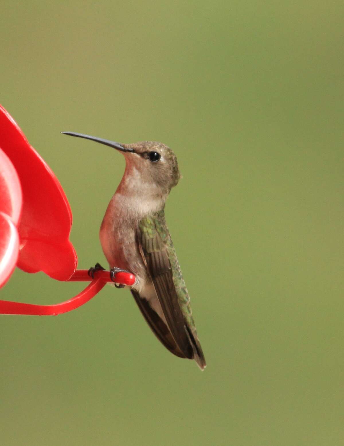 Feeders supplement the hummingbird diet, particularly during dry times when flowers and insects are less available. Perches allow hummingbirds to rest while feeding.