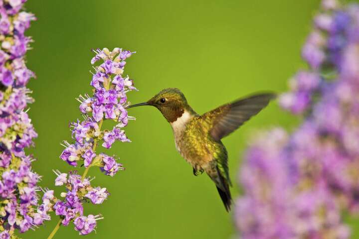 Providing a haven for hummingbirds