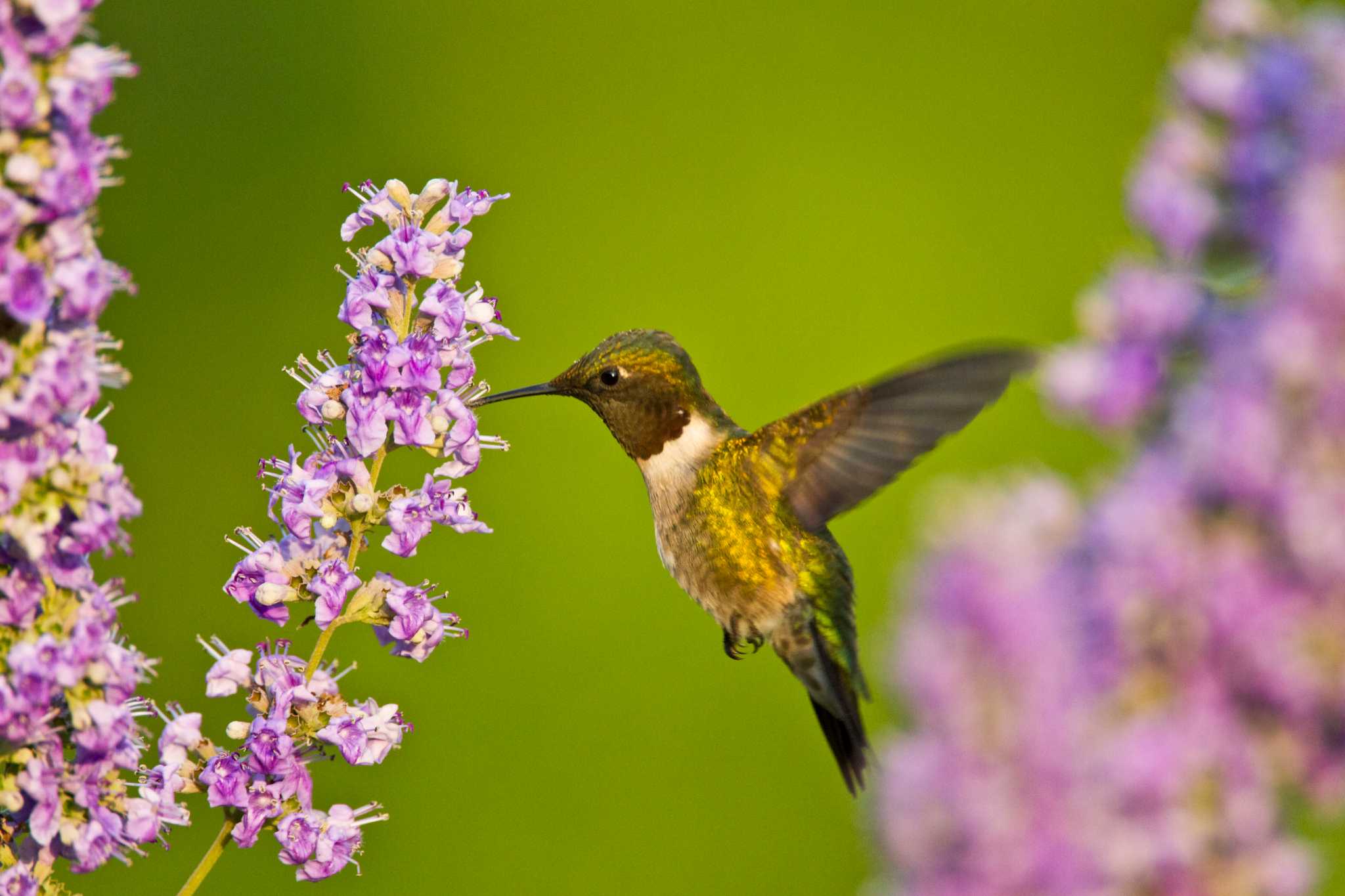 Providing A Haven For Hummingbirds