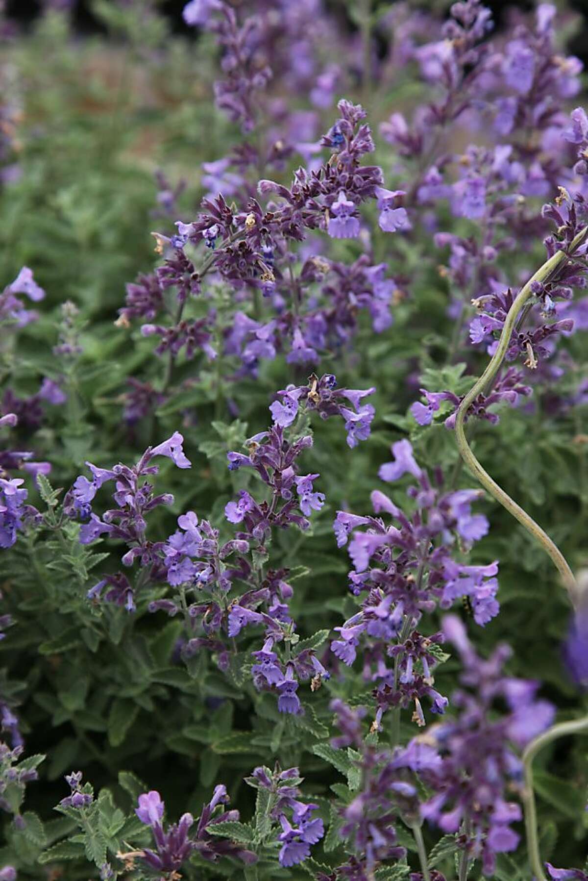 Catmint the cat's meow