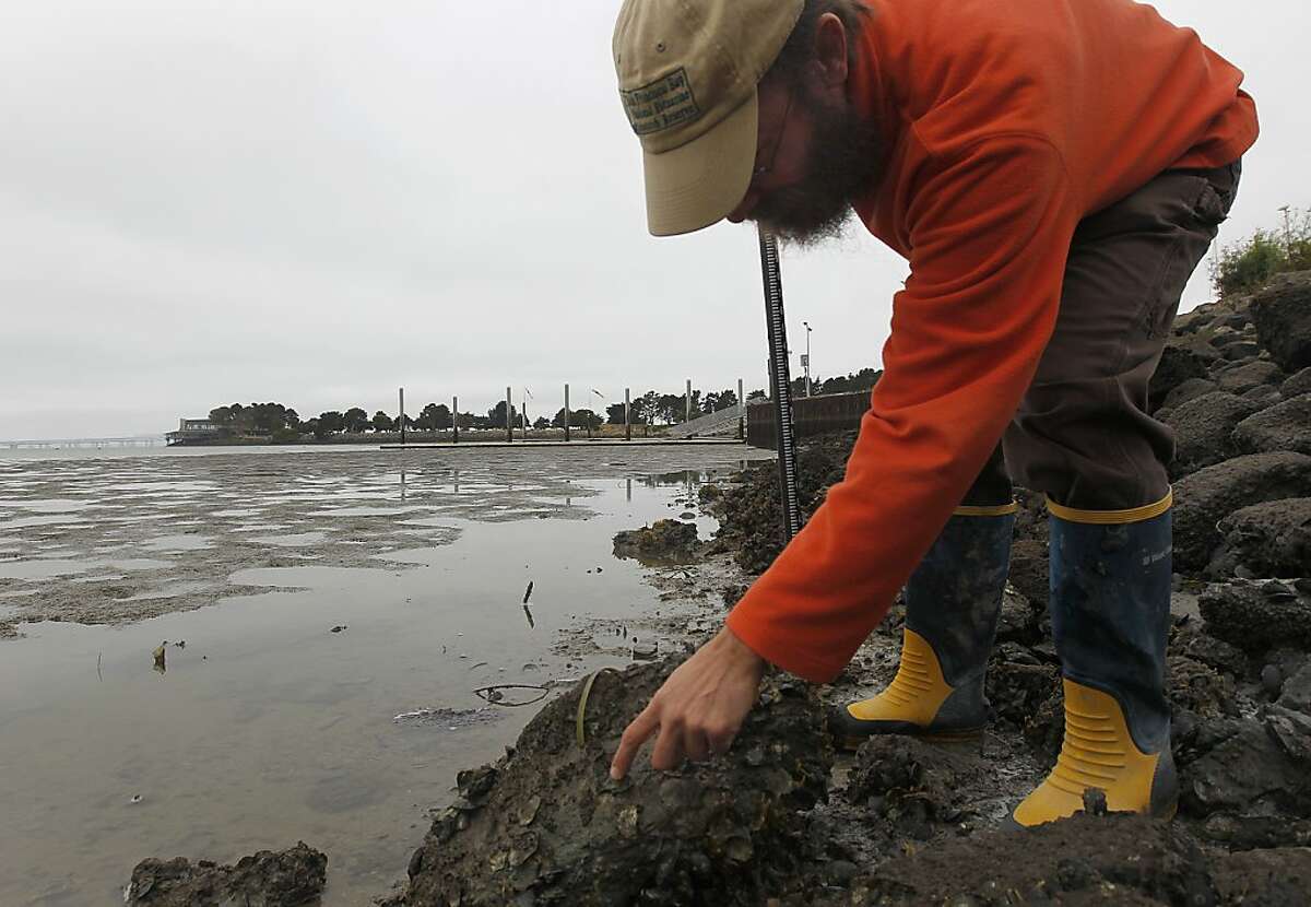 Matt Ferner, from the San Francisco Bay National Estuarine Research Reserve, locates Olympia oysters along the Berkeley Marina shoreline in Berkeley, Calif. on Friday, July 6, 2012. A study by the Nature Conservancy concludes that the California oyster reefs are declining.