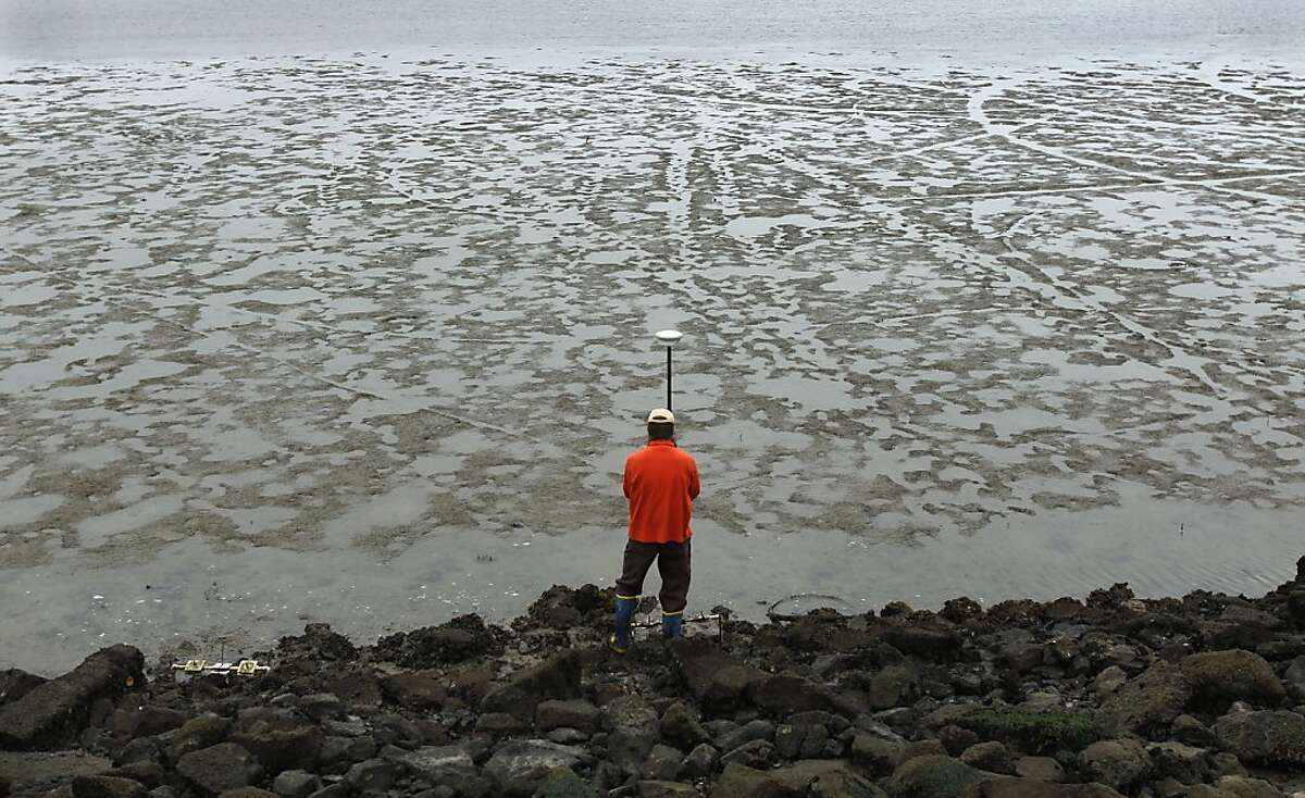 Matt Ferner, from the San Francisco Bay National Estuarine Research Reserve, uses a GPS to record the precise location of Olympia oysters along the Berkeley Marina shoreline in Berkeley, Calif. on Friday, July 6, 2012. A study by the Nature Conservancy concludes that the California oyster reefs are declining.