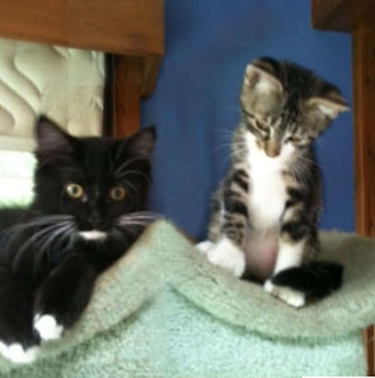 Shelter has cats for adoption