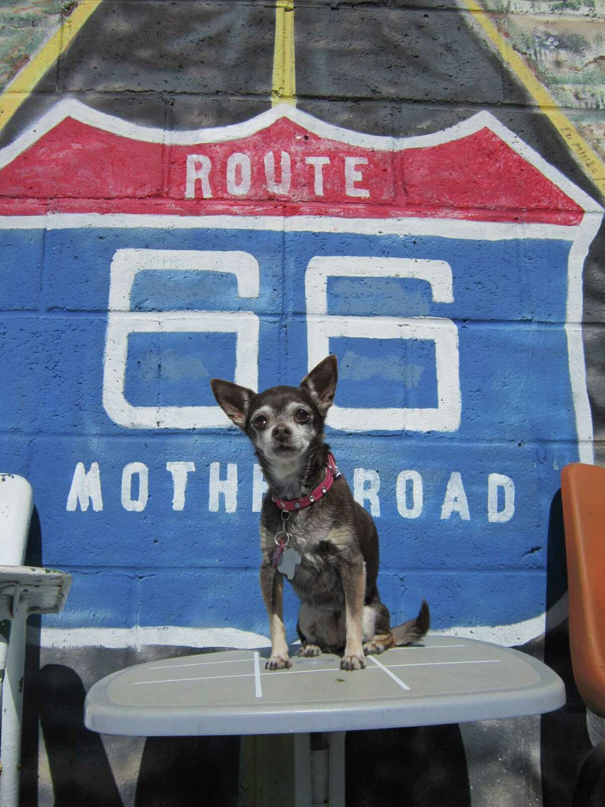 Sasha, Michelle Newman's 17-year-old Chihuahua, takes a break in Oklahoma on Route 66.