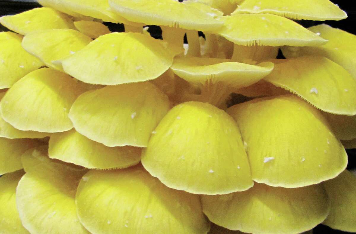 Mushroom magic in Texas