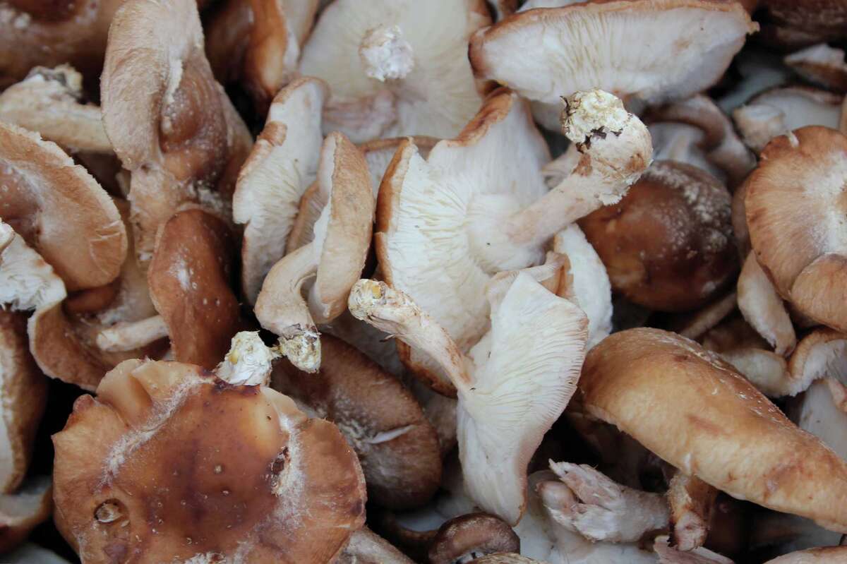 Mushroom magic in Texas