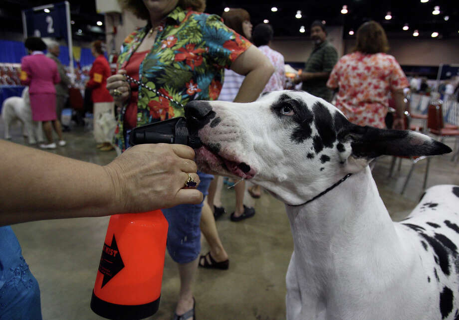 Past River City Cluster of Dog Shows - San Antonio Express-News