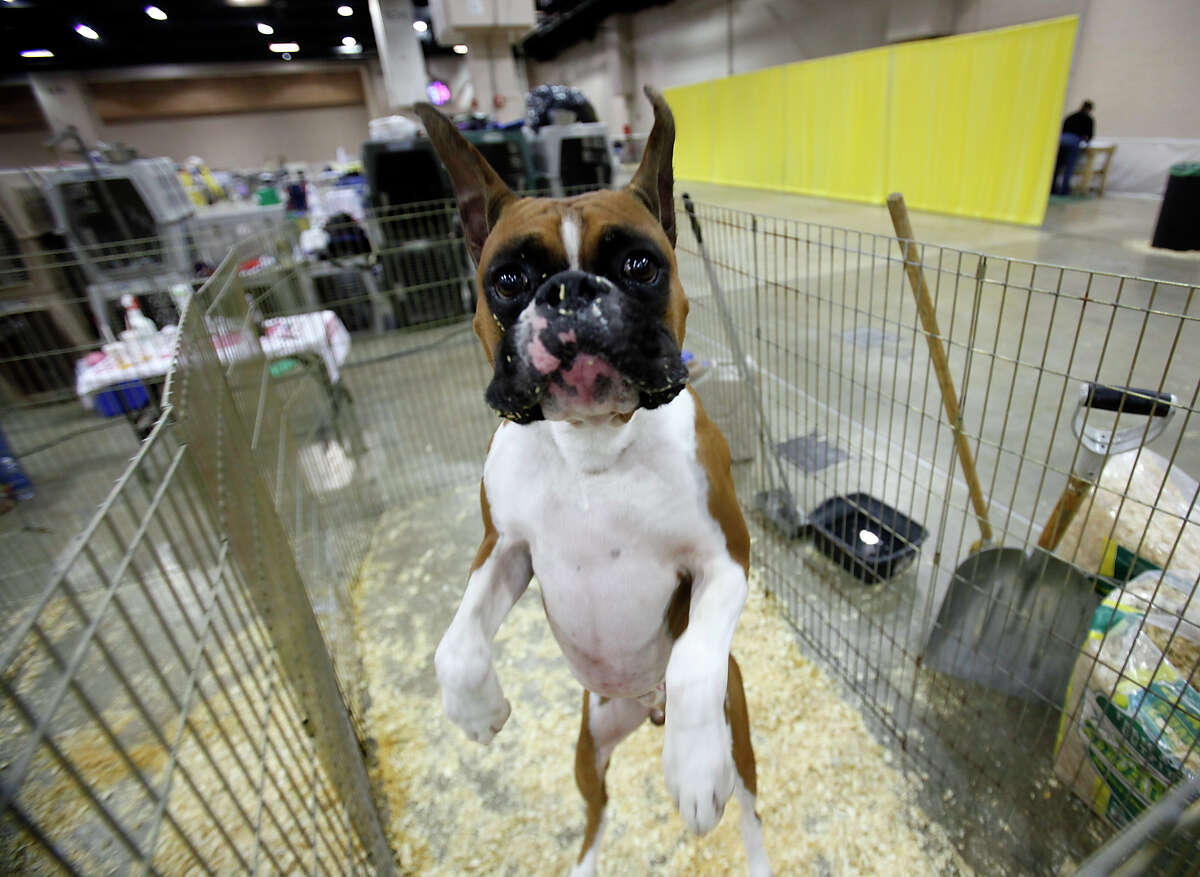Get excited! The River City Cluster of Dog Shows is back at Freeman Expo Hall, starting today through Sunday. Here's a look back at past shows: Jag, a Boxer, plays in his kennel at the River City Cluster of Dog Shows on June 17, 2010 at the Convention Center.