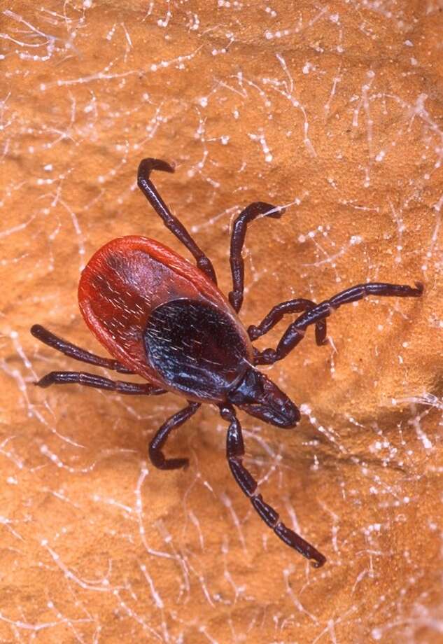 Area ticks laden with disease, study shows NewsTimes