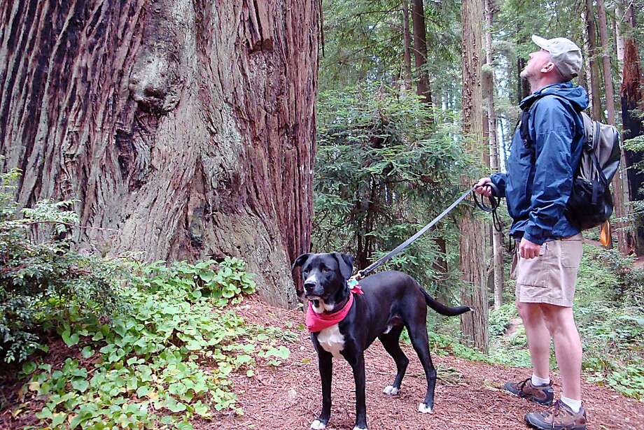 Pet Friendly Eureka Ca