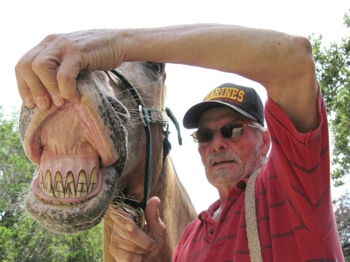 The words "suck it" were carved into the front teeth of "Cowboy" the horse in 2009, allegedly by a San Angelo man, before the animal was obtained by current owner Jay Sorrell (right).
