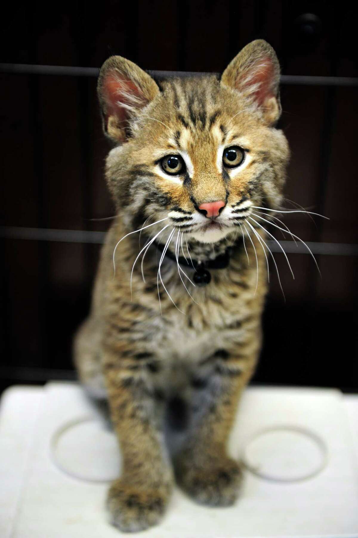 Baby Bobcat Gets Ready For New Home