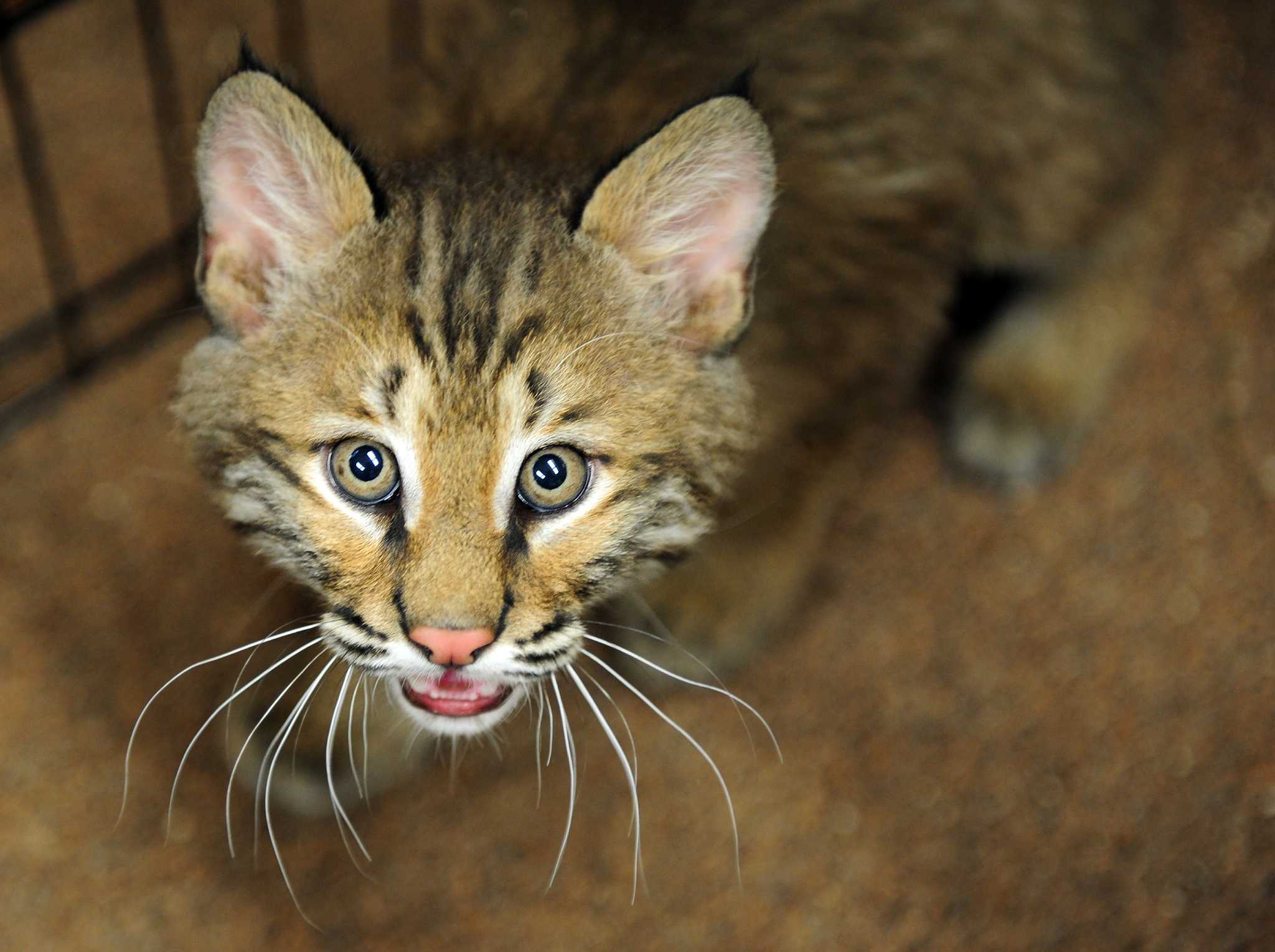 Baby bobcat gets ready for new home