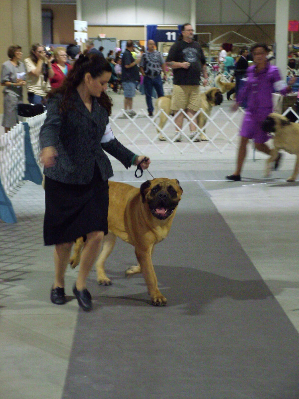 River City Cluster of Dog Shows, day 2