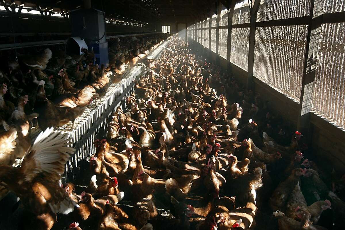 Chickens gather and lay eggs in an organic hen house at Sunrise Farms in Petaluma, Calif. on Wednesday, Aug. 25, 2010, which produces about a million eggs a day from a hen population of 1.2 million. No eggs produced in California have been recalled because the salmonella scare.