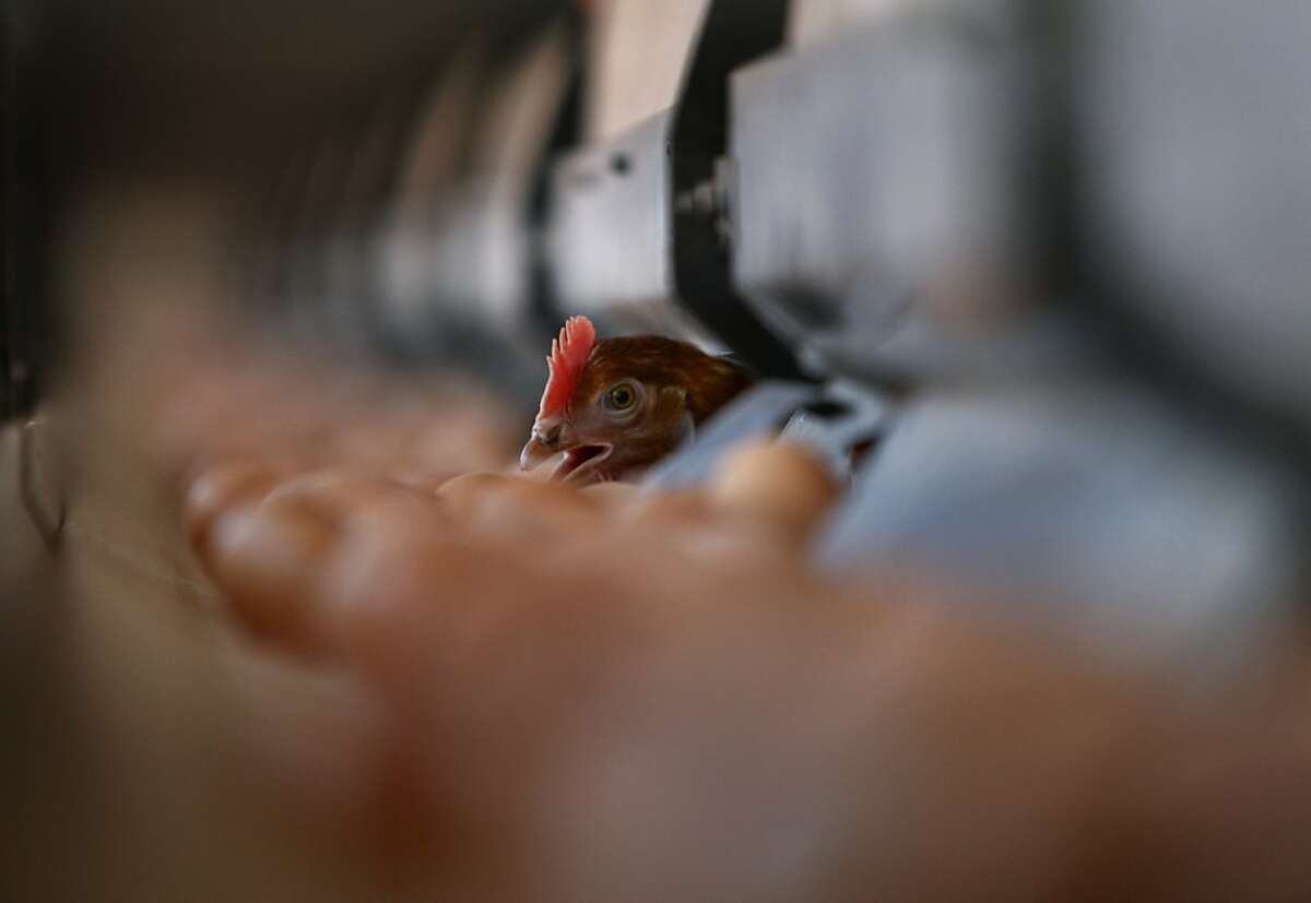 A chicken inspects freshly-laid eggs on a conveyor belt in an organic hen house at Sunrise Farms in Petaluma, Calif. on Wednesday, Aug. 25, 2010 which produces about a million eggs a day from a hen population of 1.2 million. No eggs produced in California has been recalled because the salmonella scare.