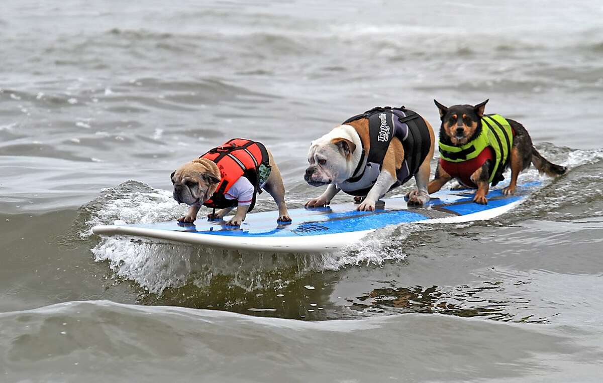 Huntington Beach has the premier dog beach in Southern California. In September it hosts Surf City Surf Dog, which includes a surfing contest for canines.