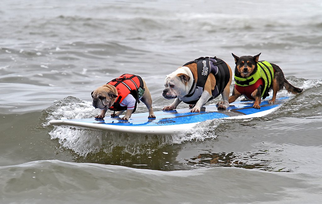 Dog Friendly California Destinations Sfgate