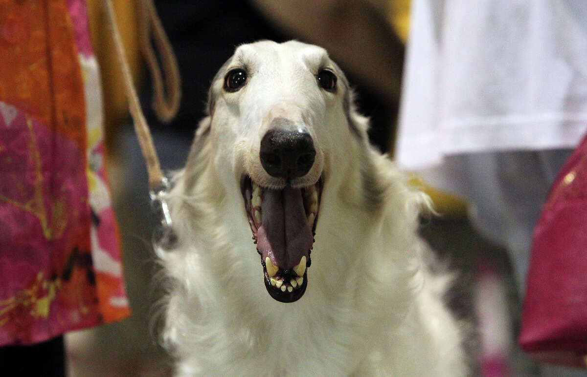 The narrow face of a Borzoi awaits for visitors during the Meet the Breeds event at the River City Cluster of Dog Shows at the Freeman Coliseum Expo Hall on Saturday, July 14, 2012. The event gives visitors to the show an opportunity to see, touch and interact with various breeds of canines at the show. Borzoi means swift in Russian.