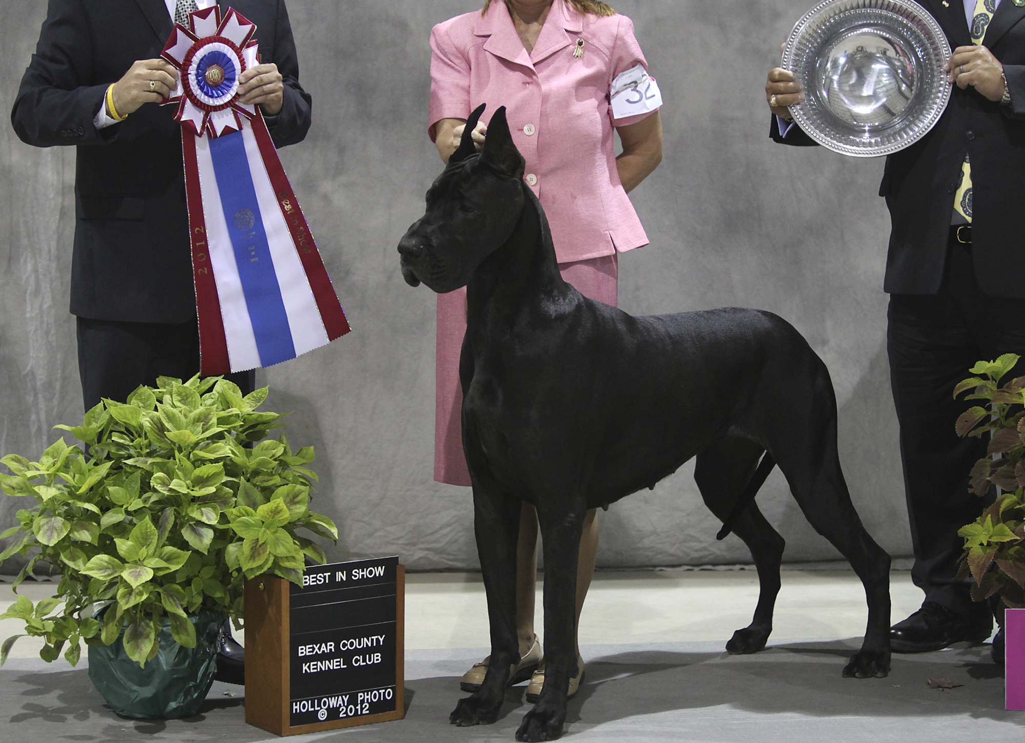 Great dane hot sale best in show