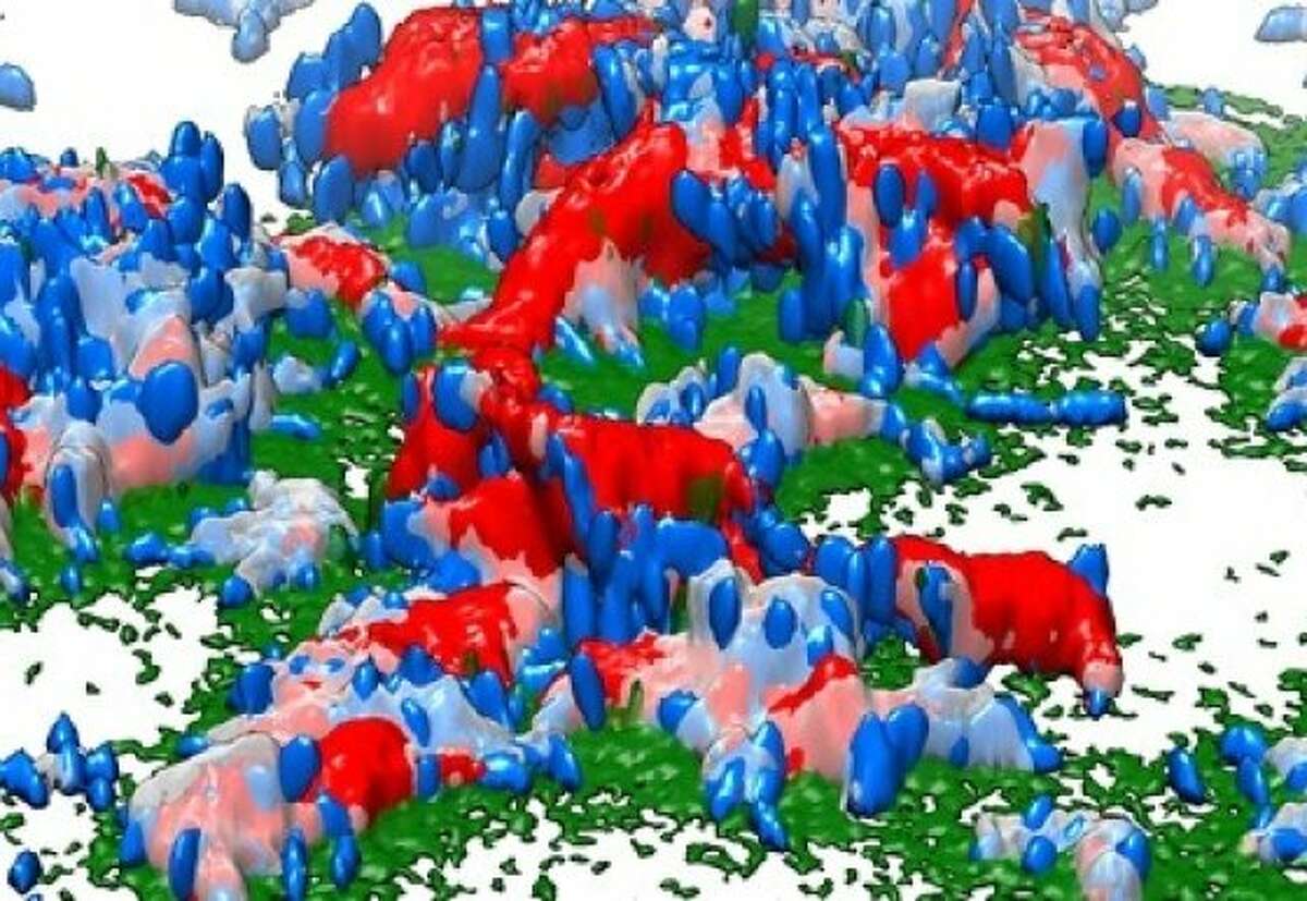 A 3D image of the biofilm community made by cholera bacteria. Bacterial cells (blue) attach to the body with a glue-like protein (green). The bacterial groups cover themselves with a shell (red) of protein and sugar molecules.