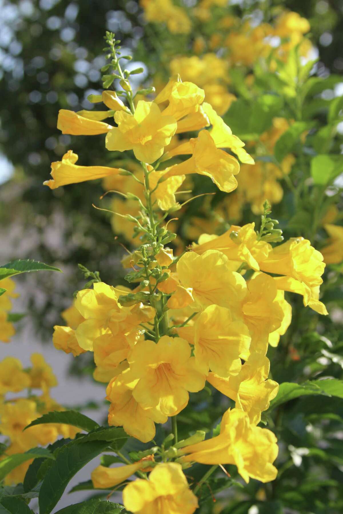 Sunloving plants for summertime in Texas