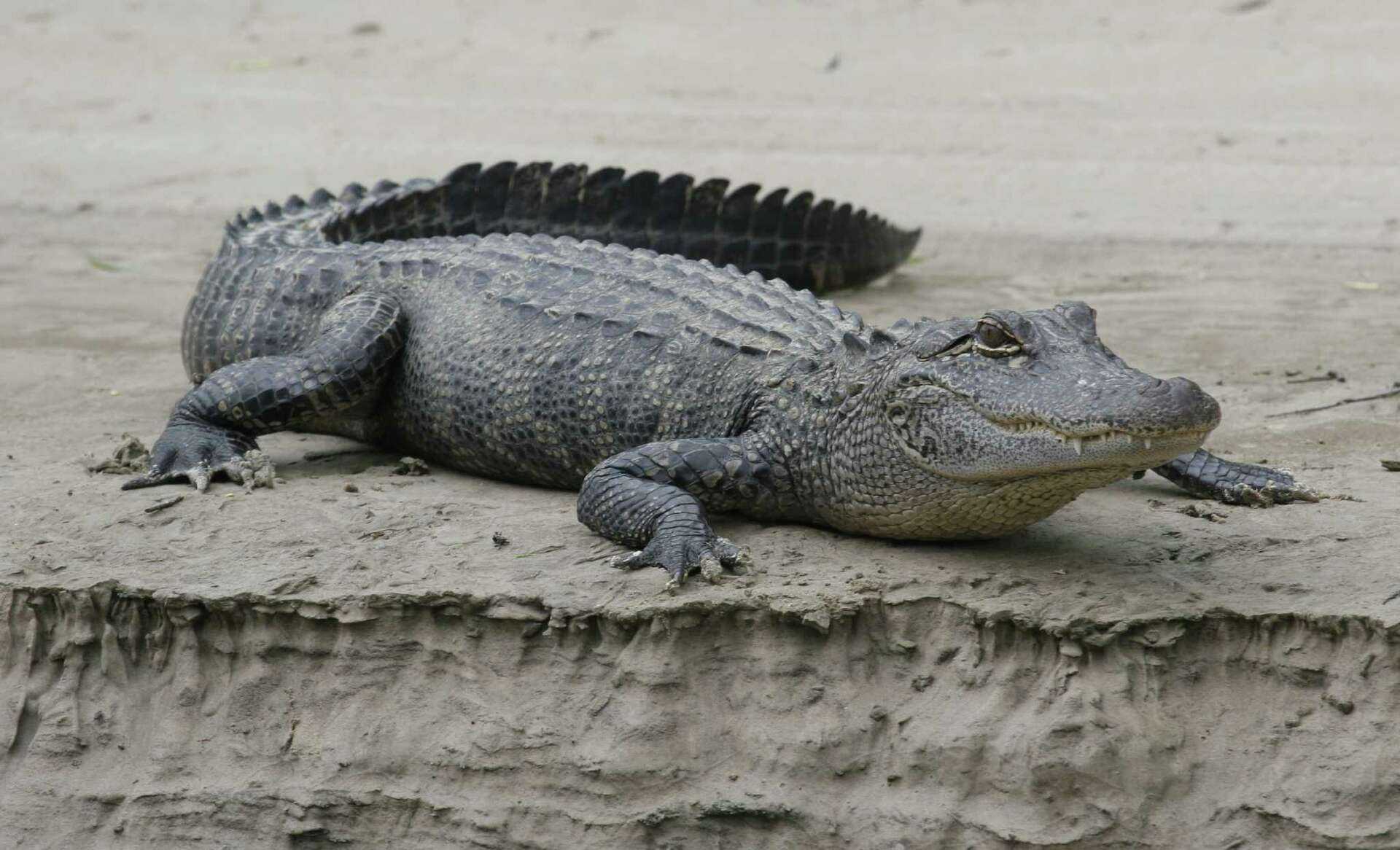 Nearly 6-foot gator caught in Heights garage