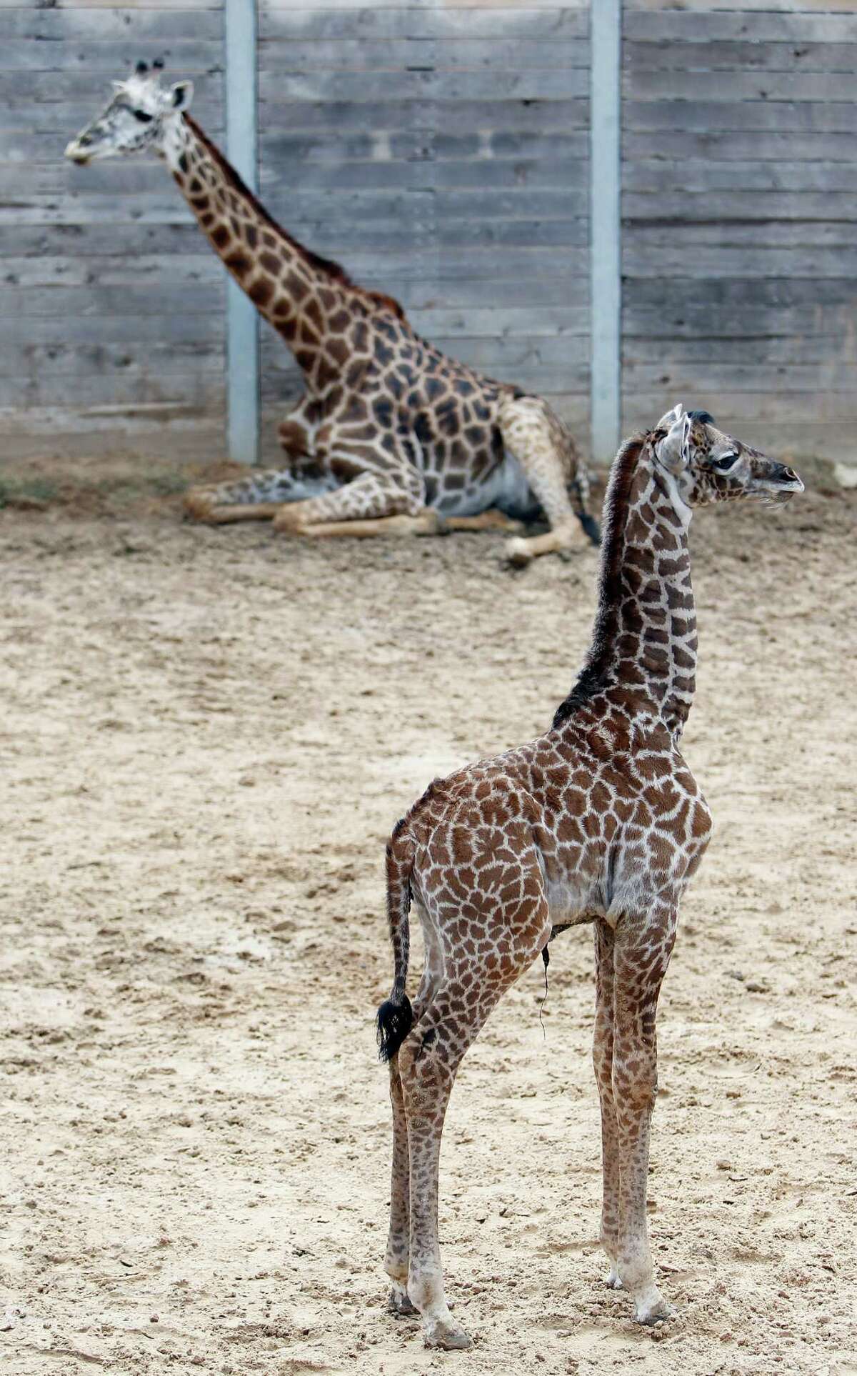 Houston Zoo welcomes adorable new baby giraffe