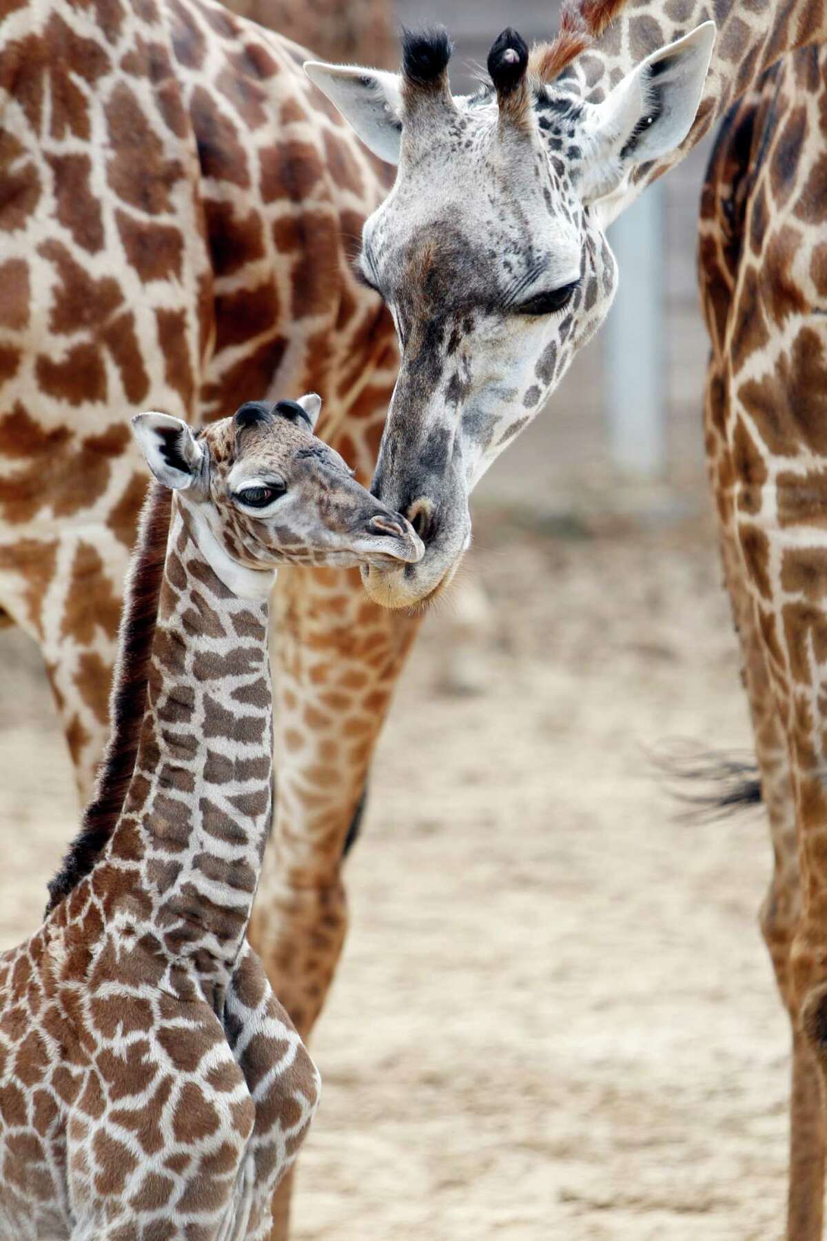 Houston Zoo welcomes adorable new baby giraffe