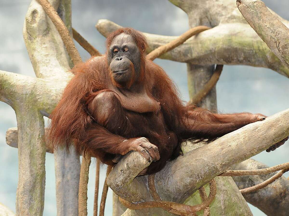 This photo provided by the Chicago Zoological Society shows Maggie, a Bornean orangutan who lives in Brookfield Zoo's Tropic World exhibit, relaxing on her 51st birthday Wednesday, July 18, 2012, in Brookfield, Ill. Born at the San Diego Zoo in 1961, Maggie is the oldest Bornean orangutan living in an accredited North American Zoo. (AP Photo/Chicago Zoological Society, Jim Schulz)