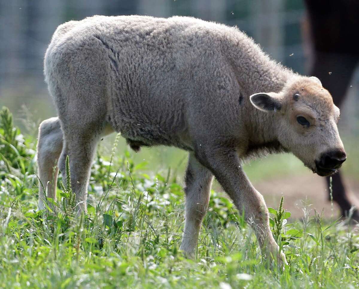 A white bison calf walks in a field at the Mohawk Bison farm in Goshen, Conn., on Wednesday, July 18, 2012. Hundreds of people, including tribal elders from South Dakota, are expected to attend naming ceremonies later this month at the Goshen farm where the animal was born on June 16.(AP Photo/Mike Groll)