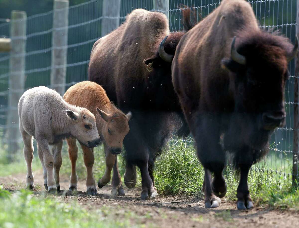 A white bison calf, left, walks in a field with its mother, right, and another calf at the Mohawk Bison farm in Goshen, Conn., on Wednesday, July 18, 2012. Hundreds of people, including tribal elders from South Dakota, are expected to attend naming ceremonies later this month at the Goshen farm where the animal was born on June 16. (AP Photo/Mike Groll)