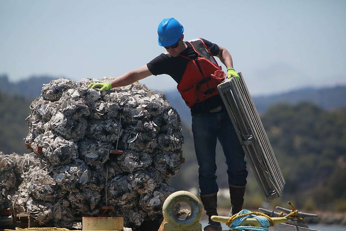 Daniel Potts works on a barge to transfer nets filled with Pacific oyster shells from a barge to a boat which will be used in the construction of native oyster and eelgrass beds as part of a habitat restoration and climate change adaptation pilot project in San Francisco Bay on Thursday, July 19, 2012 in San Rafael, Calif.