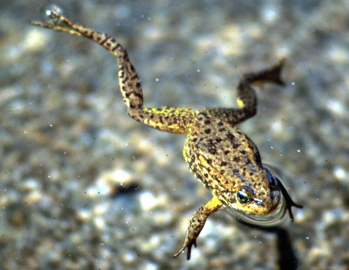The mountain yellow-legged frog has disappeared from 80 percent of its historic range in the Sierra. It was one of 10 American species that the Endangered Species Coalition says could disappear within our lifetimes.