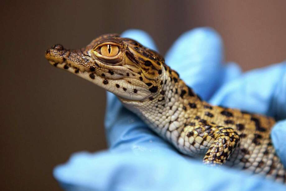 Baby Cuban crocodiles - Chron