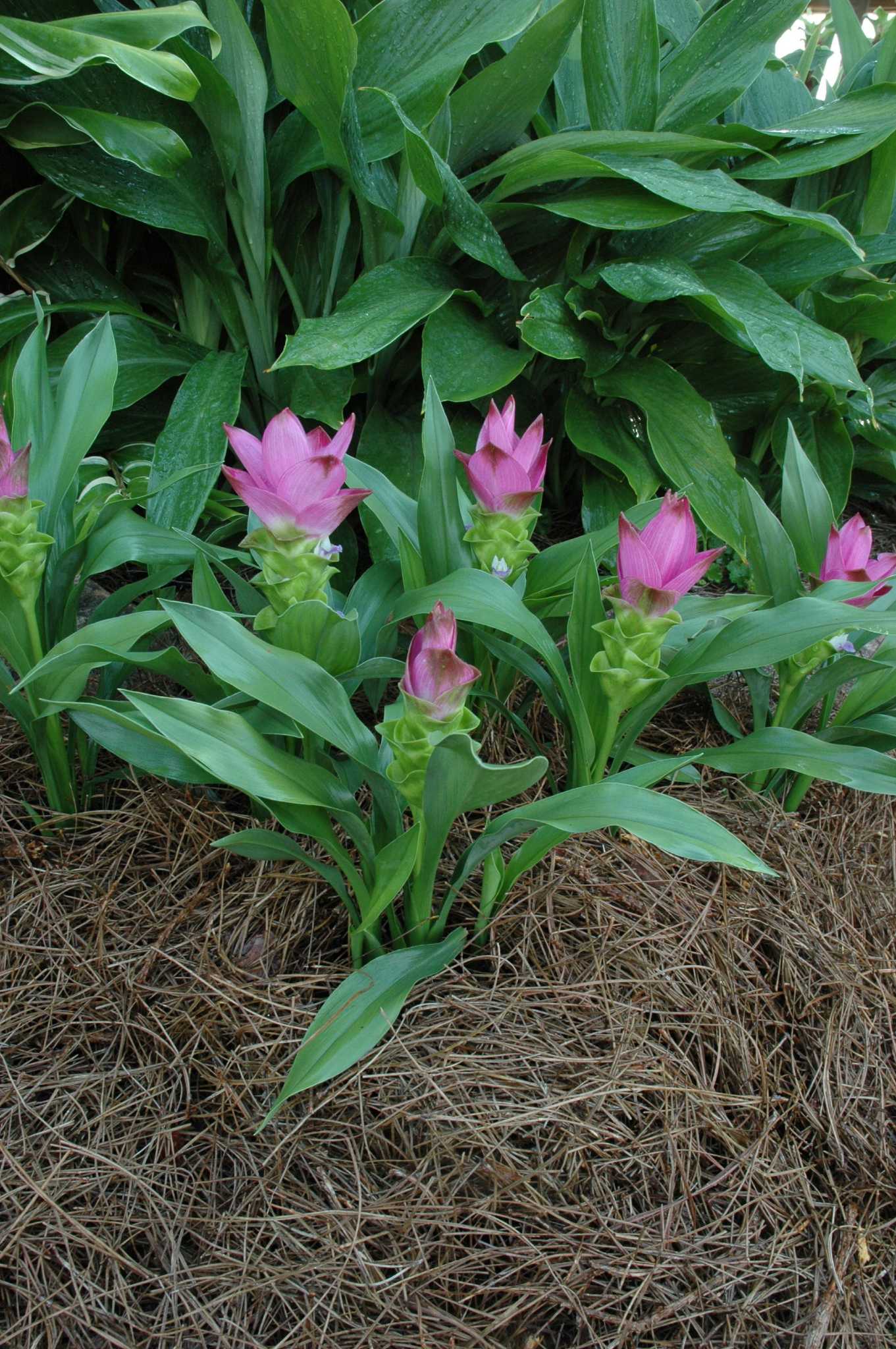 Gingers are summer garden treasure for sun or shade