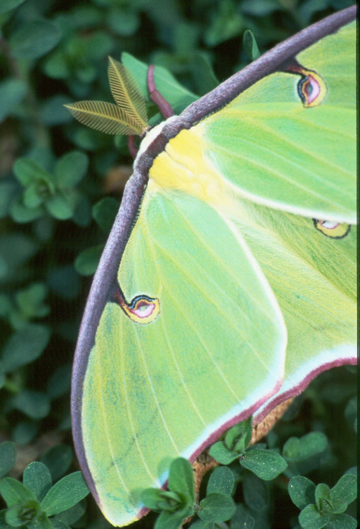 The elegant Luna moth, left, could accurately be called a "butterfly of the night."