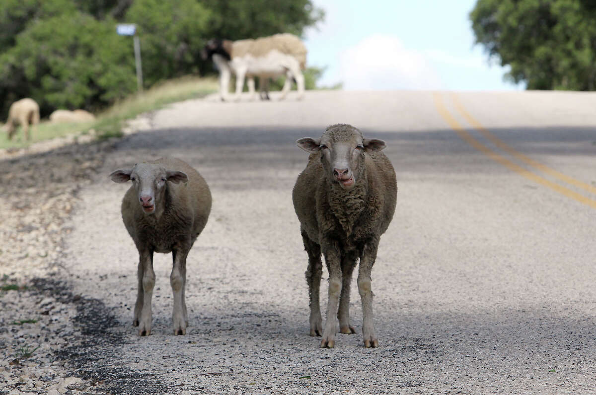 Sheep gather along Grape Creek Road near Bankersmith, Texas on Thursday, July 19, 2012. The unincorporated town was recently purchased by Bikinis restauranteur Doug Guller who said he would rename the town to Bikinis, Texas. In a press release, Guller expressed a desire to turn the 1.6-acre strip of land into a "world class destination" with an event set for the fall.