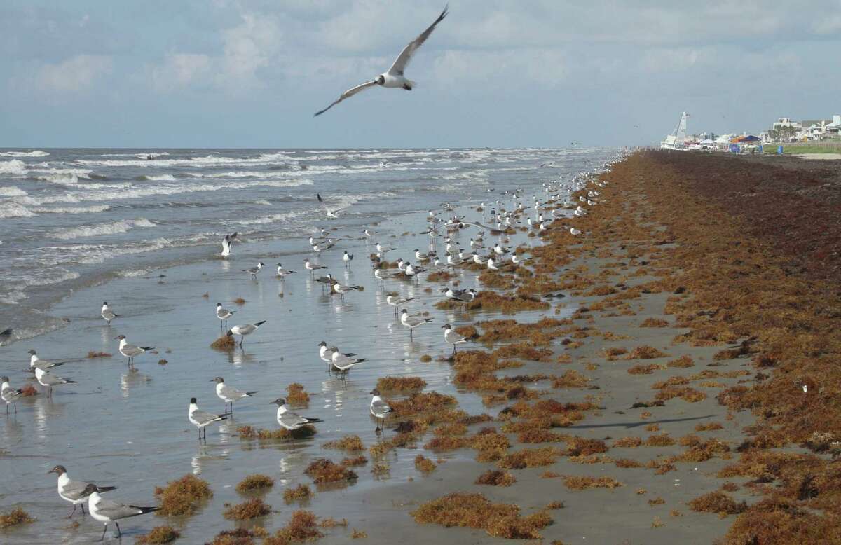 Galveston spending 140K to put smelly seaweed to work