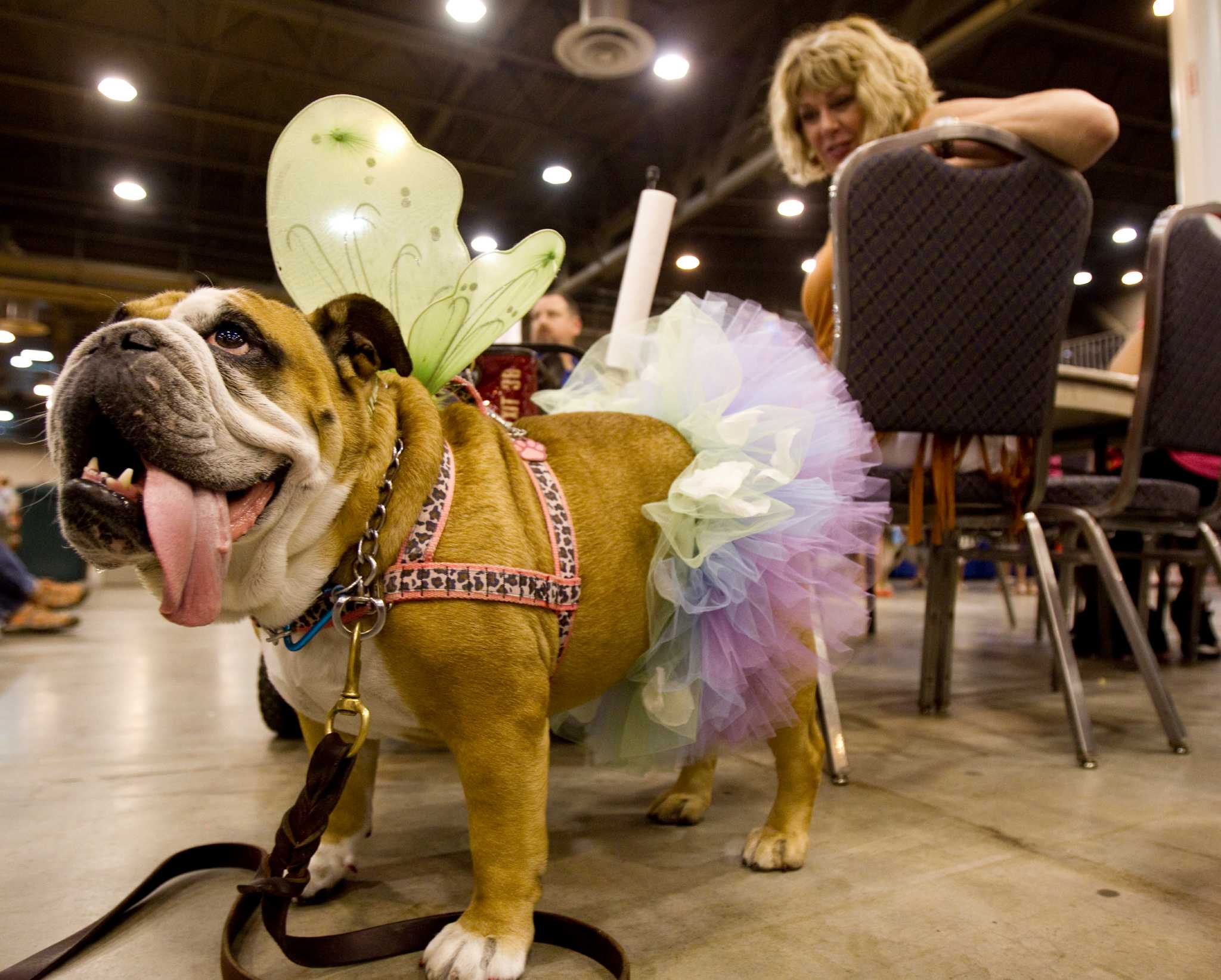 Reliant Park World Series of Dog Shows