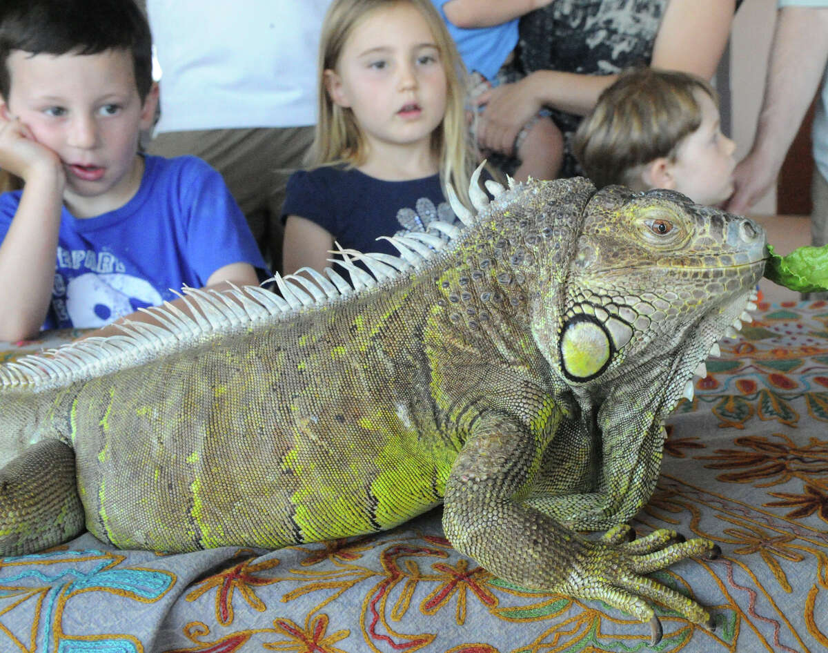Mason Davis, 5, Cayenne Ceman, 4, and Sam Resnick-Riemer, 3, examine an iguana named Rain during the DSSD's Roll'n on the River benefit for the Mill River Park at 1010 Washington Boulevard in Stamford, Conn., July 22, 2012. The event features live animals, crafts and music.